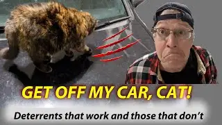 Get Off My Car, Cat! Deterrents that work and those that don't