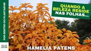 A Beleza das Folhas da Amelia (Hamelia patens) | Jardim Bot&acirc;nico Plantarum