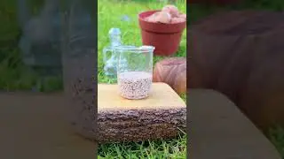 How to solubilize calcium from eggshells #garden #experiment #gardening