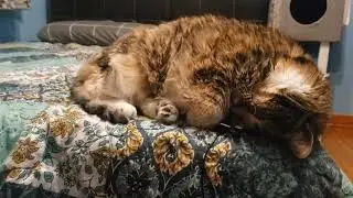 Ultimate Cuddle Buddy: Watch This Adorable Cat Curl Up and Purr!