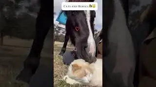 Funny cats and horses❤️🐴🐱 #funnyanimals #cats #horses #shorts #equestrian #funnyhorses