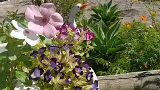 Plantas de Que Florescem no VERÃO que Amam Sol, ganhei lindas plantas, replantes,dicas#plants