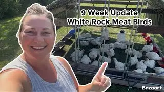 Our Cornish Cross Chickens at 9 Weeks Old | White Rock Meat Bird Update