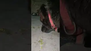 Dog ASMR german shepherd eating That Feels Too Satisfying🤤🐾love dog eating sounds #asmr