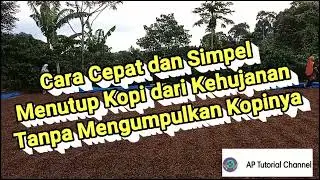 Cara cepat menutup kopi dari hujan #jemuran #kopiindonesia #tutorial  #bijikopi #robustacoffee