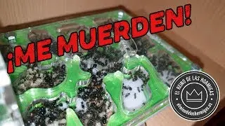 ¡ÉPICO! AMPLIAMOS EL HORMIGUERO DE MESSOR BARBARUS