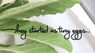 Monarch Caterpillar Growth Stages