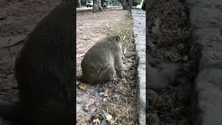 Cute big monkey eating worms near the river at Angkor Wat #animals #monkylifeinnatural #monkeylife