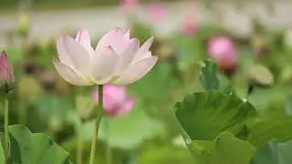 Relaxing Music for Sleep #relax #calming #flower #lotus #peaceful #breeze #study #yoga #piano