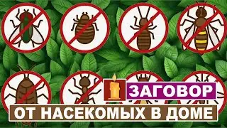 Избавиться от вредных насекомых в доме