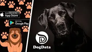 Обзор IEO🔥DOGDATA &ndash; Одноранговое Web 3.0 Решение для Повышения Благосостояния Четвероногих Друзей.