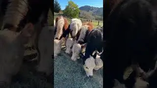 Mini Hereford feeding time 🫃🏽. #cowvideos #tractorsupply #minihereford