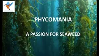 Ed Dolphin on seaweed
