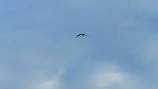Osprey flying and calling
