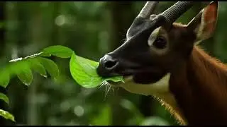 Saola: Spirit of the Annamite Forest | Ultra-Realistic Documentary Series