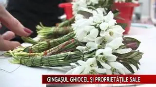 GINGAŞUL GHIOCEL ŞI PROPRIETĂŢILE SALE