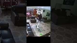 Dog Runs In, Glass Table Gives Up! 😂🐶💥