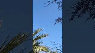 North American AT-6D Texan over Palm Springs - 12/27/25 #avgeek