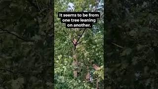 I heard a mysterious sound in the woods #nature