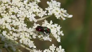 F&eacute;mdar&aacute;zs (Hedychrum sp.)