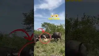 दुनिया के 5 सबसे खतरनाक जानवर 😱 animal shorts|dangerous animals,,#shorts #facts #animals