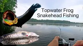 Snakehead Topwater Action After Heavy Rain!｜Burke Lake Snakehead Fishing