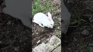 BABA TILLUUUUUU #rabbit