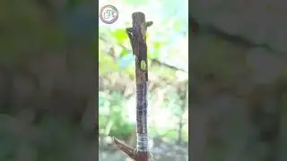 Amrud Ki Grafting Kaise Karen || अमरूद की ग्राफ्टिंग का सबसे आसन तरीका || #shorts #ytshorts #viral