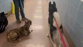 Kira + Gaston Leash Test 