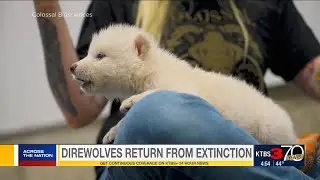 Scientists genetically engineer wolves with white hair and muscular jaws like the extinct dire wolf