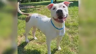 Furry Friends with Violet, the dog!