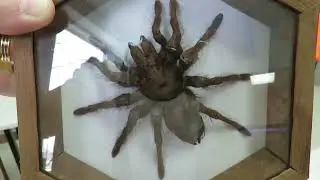 Chelicerata