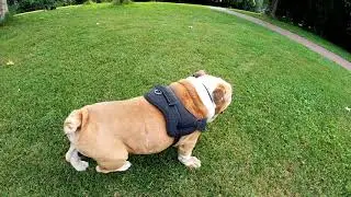 Try Not To Laugh Watching Funny Animals Compilation | Funniest Animals Vines 2019