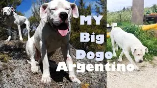 Dogo Argentino~ Bruno is now Ten