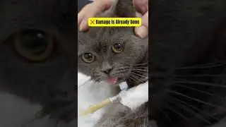 Why Garlic Is 5x More Toxic to Cats Than Dogs!! [US Cat Owners Must Watch]
