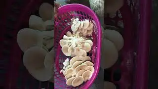 Oyster mushroom harvesting 🍄 daily ❌apko bhi sikhna hai#oystermushroomcultivation