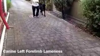 Canine Left Forelimb Lameness
