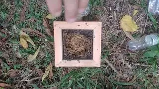 Fiz a divisão de iraí, tirando o ninho de dentro da alça.