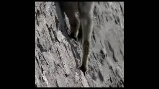 Amazing animal survival. The incredible ibex defies gravity and climbs a dam