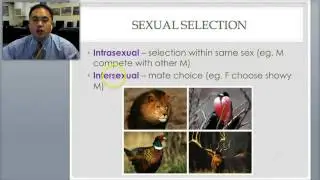 EVOPOP.4 - Natural Selection and Adaptive Evolution