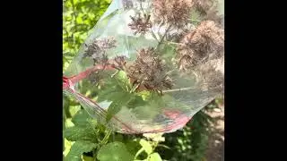 Seed Collecting Sweet Joe Pye (Eutrochium purpureum)