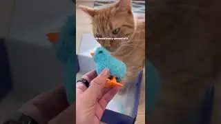 Unboxing our Meogic cat subscription box!