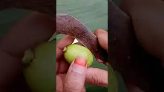 Bangoli hog Plum pickle recipe || #shorts #youtubeshorts