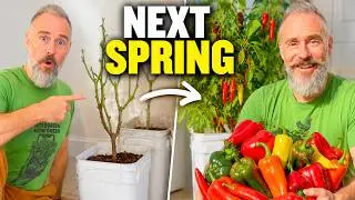 Save Your Peppers! How to Overwinter Pepper Plants Indoors