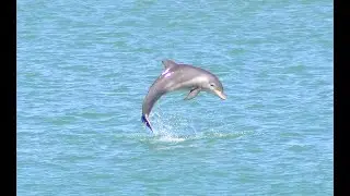 Bottlenose Dolphins Mating in Boca Ciega Bay