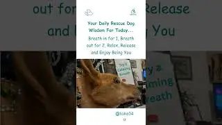 Your Calm Rescue Dog Wisdom for Today #dog #rescuedog #dailyshorts #wisdom #dailywisdom #shorts #joy