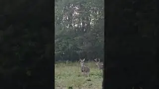 Shoot or Pass