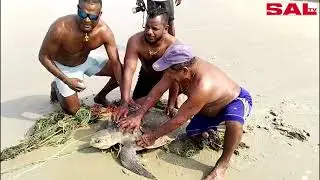 #benaulim PELE RESCUE SEA TURTLE AT VARCA BEACH