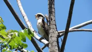 Laughing Falcon 