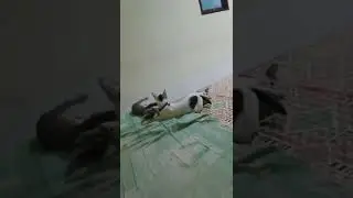 KUCING BERGELUT #kucing #kucingnakal #shorts